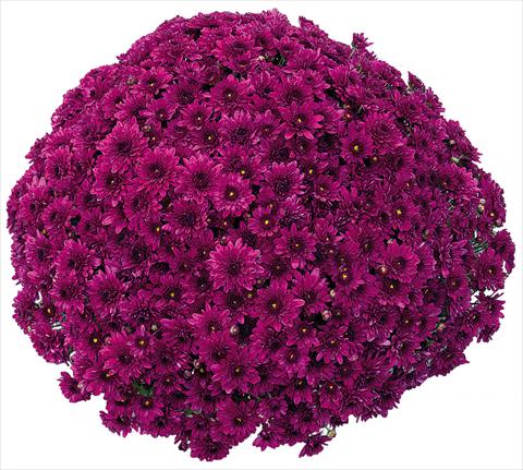 Photos von Blumenvarianten benutzt als: Topf und Beet Chrysanthemum Korus