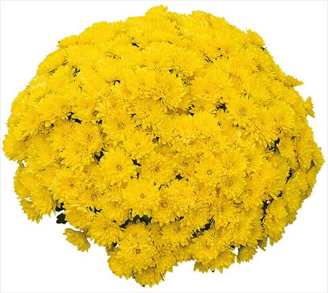 Photos von Blumenvarianten benutzt als: Topf und Beet Chrysanthemum Mila