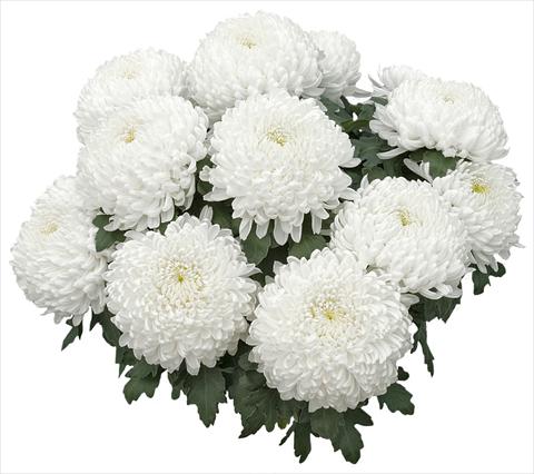 Photos von Blumenvarianten benutzt als: Topf und Beet Chrysanthemum Nikita