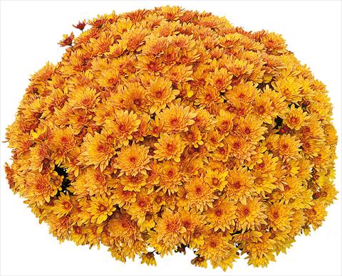 Photos von Blumenvarianten benutzt als: Topf und Beet Chrysanthemum Pasoa® Miel