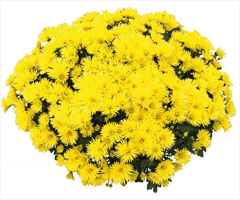 Photos von Blumenvarianten benutzt als: Topf und Beet Chrysanthemum Vinci Jaune