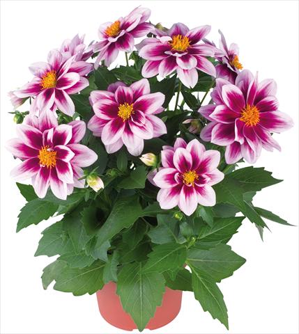 Photos von Blumenvarianten benutzt als: Topf und Beet Dahlia Dahlinova® fides® Florida