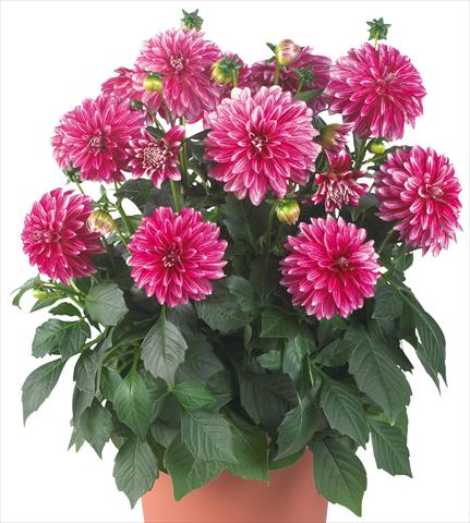Photos von Blumenvarianten benutzt als: Topf und Beet Dahlia Dahlinova® Hypnotica fides® Cherish Pink