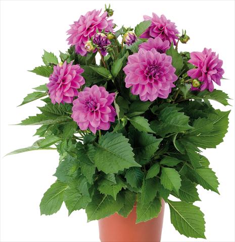 Photos von Blumenvarianten benutzt als: Topf und Beet Dahlia Dahlinova® Hypnotica fides® Lavender