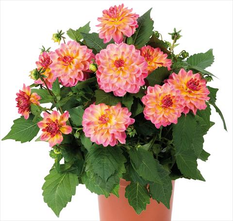 Photos von Blumenvarianten benutzt als: Topf und Beet Dahlia Dahlinova® Hypnotica fides® Rose Bicolor