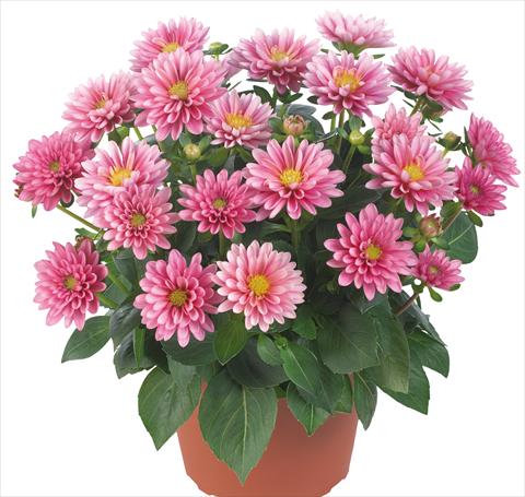 Photos von Blumenvarianten benutzt als: Topf und Beet Dahlia Dahlinova® Longlife fides® Hudson