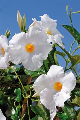 Photos von Blumenvarianten benutzt als: Terrasse, Topf Dipladenia Diamantina® Agathe White 501