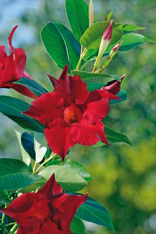 Photos von Blumenvarianten benutzt als: Terrasse, Topf Dipladenia Diamantina® Jade Red 205