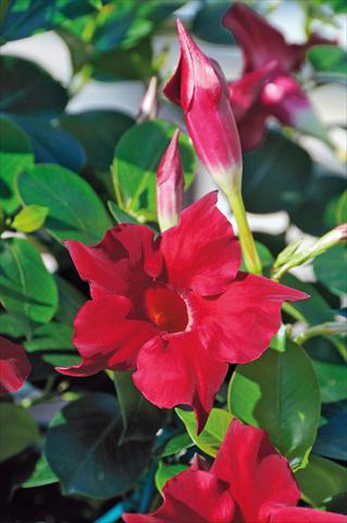 Photos von Blumenvarianten benutzt als: Terrasse, Topf Dipladenia Diamantina® Jade Scarlet 203