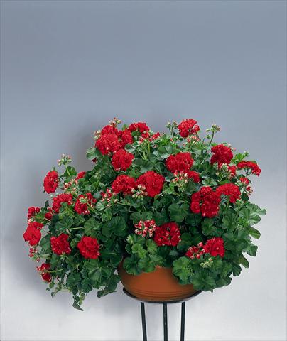 Photos von Blumenvarianten benutzt als: Beet, Terrasse, Ampel Pelargonium peltatum pac® Red Sybil