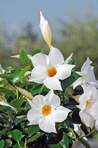 Photos von Blumenvarianten benutzt als: Terrasse, Topf Dipladenia Diamantina® Jade White 202