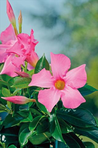 Photos von Blumenvarianten benutzt als: Terrasse, Topf Dipladenia Diamantina® Opale Fuchsia Flamme 402