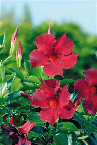 Photos von Blumenvarianten benutzt als: Terrasse, Topf Dipladenia Diamantina® Opale Grenat 401