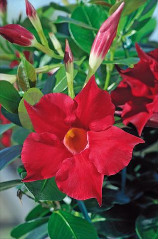 Photos von Blumenvarianten benutzt als: Terrasse, Topf Dipladenia Diamantina® Rubis Fuchsia 101