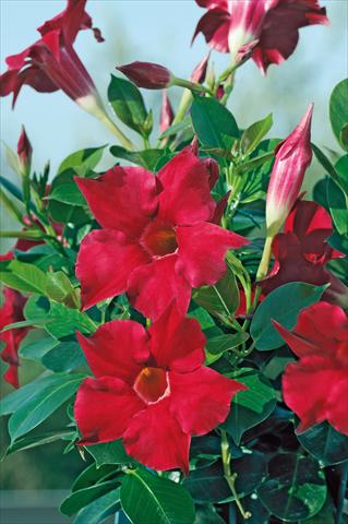 Photos von Blumenvarianten benutzt als: Terrasse, Topf Dipladenia Diamantina® Rubis Red 102