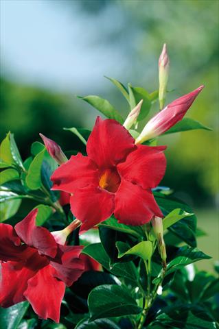 Photos von Blumenvarianten benutzt als: Terrasse, Topf Dipladenia Diamantina® Topaze Vermillon 301