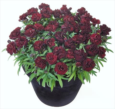 Photos von Blumenvarianten benutzt als: Ampel/Topf Dianthus Sunflor® Black Money