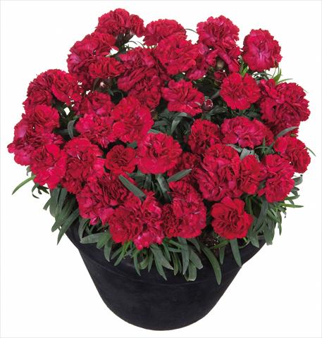 Photos von Blumenvarianten benutzt als: Ampel/Topf Dianthus Sunflor® Dynamite
